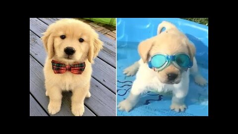 Baby [Dogs] - Funniest and Cutest Labrador Puppies | Best Funny Of Animal Videos 2022 |