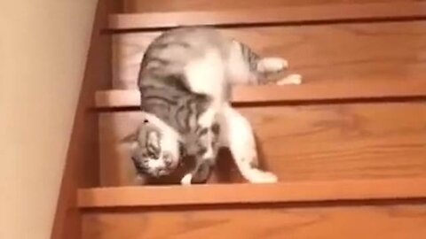 The Laziest Cat Ever!!!!!