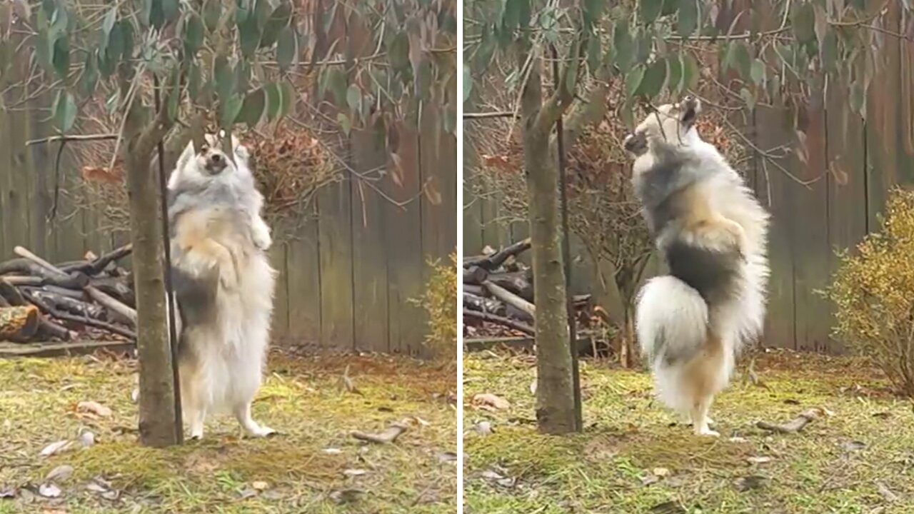 Standing Dog Takes A Walk In The Yard