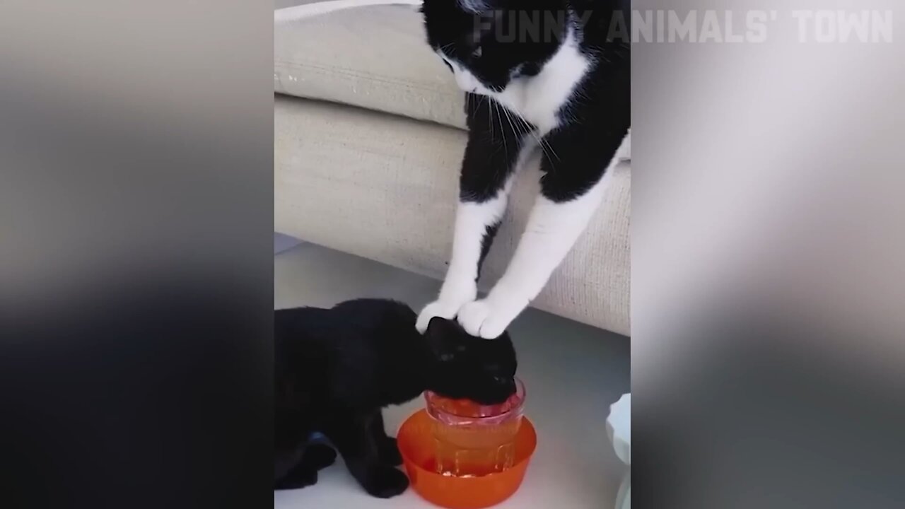 Cats and Dogs ‹ @ | Funny Animal Videos #9