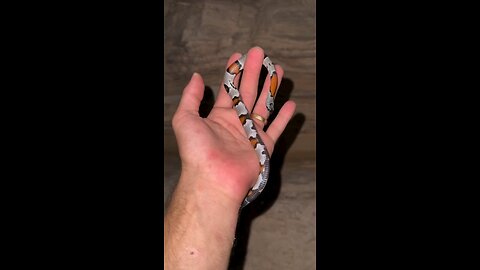 amezing snake