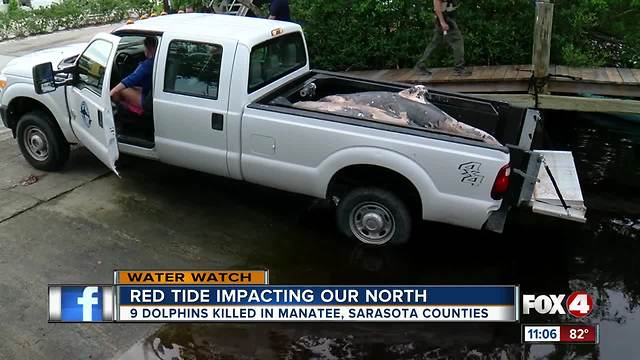9 bottlenose dolphins found dead in Sarasota County in 36-hours