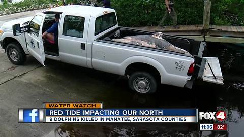 9 bottlenose dolphins found dead in Sarasota County in 36-hours