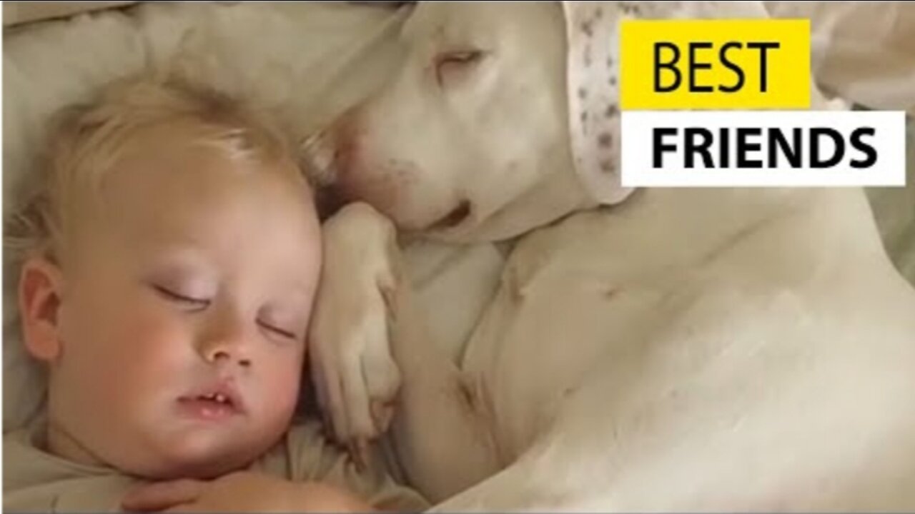 Cute Baby Playing With Dogs Compilation - Baby Pets Video