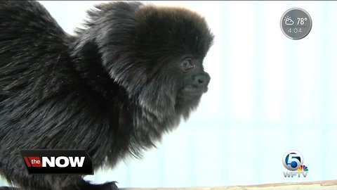 Palm Beach Zoo monkey Kali in quarantine