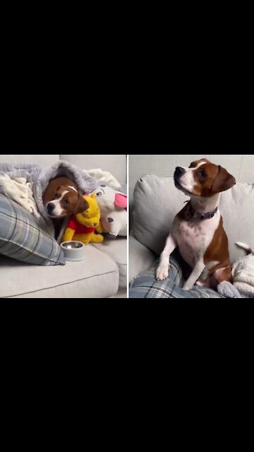 Dog Gets Emotional While Watching 'Marley And Me'