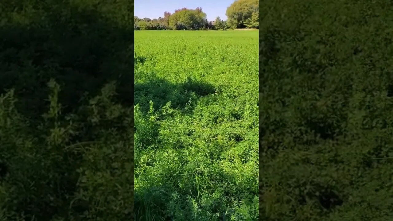 beautiful hay field.