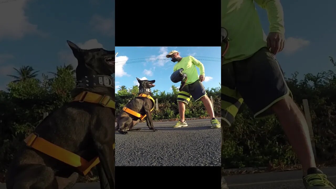 TREINO DE 'AUZ' E AUTOCONTROLE