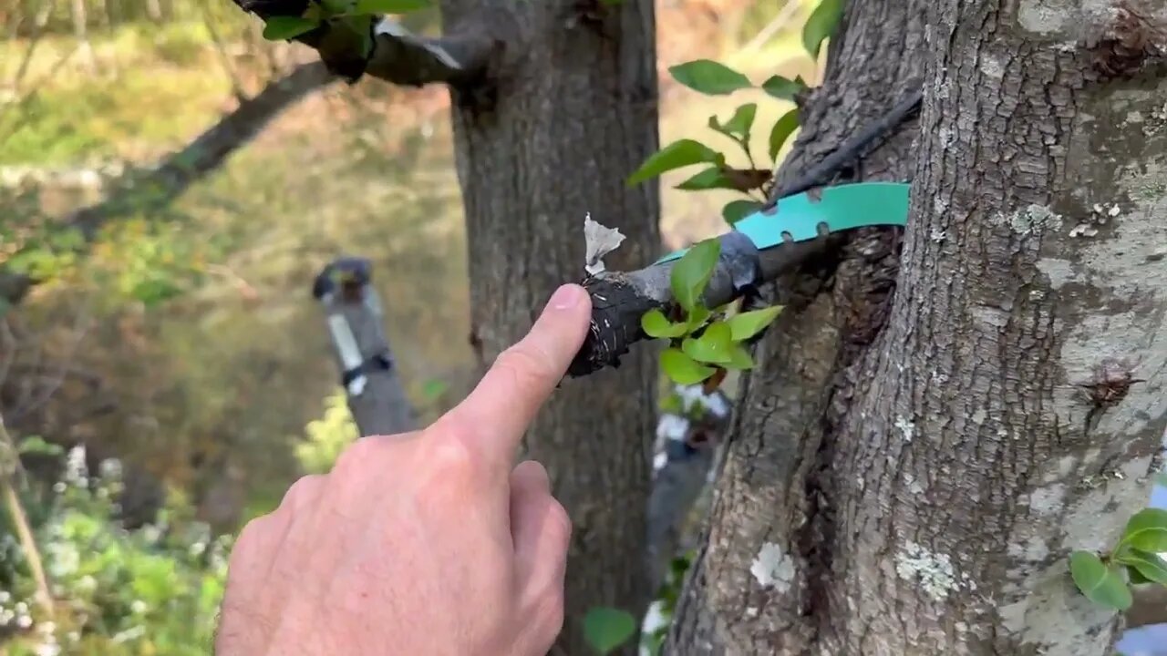 This actually worked??? Fruiting Pears Grafted onto Flowering Pear!