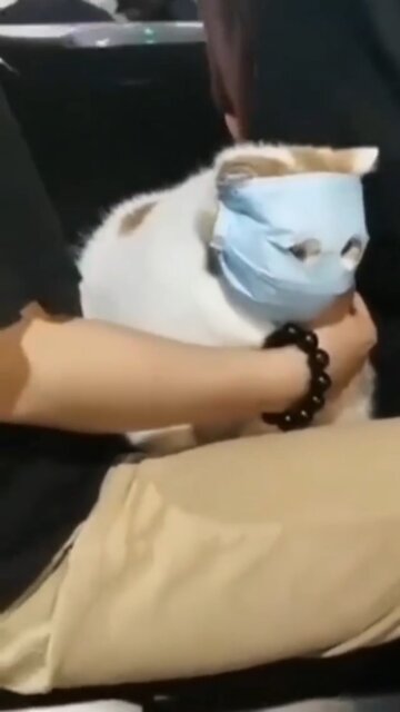 Cat with mask. Insane People