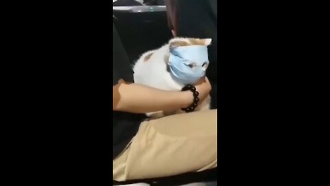 Cat with mask. Insane People