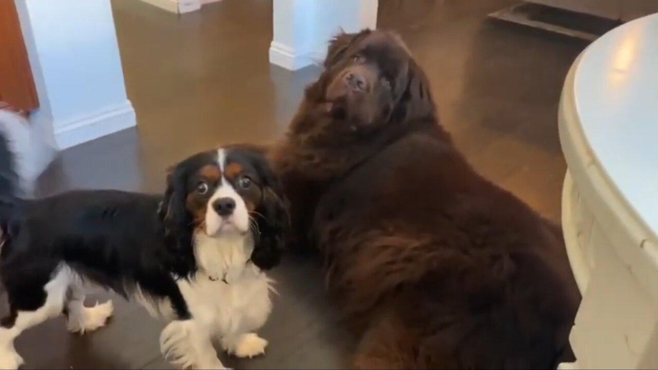 Fluffy & Cavalier adorably demand their dinner