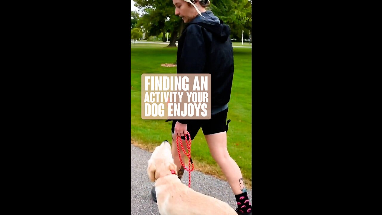 Finding An Activity Your Dog Enjoys