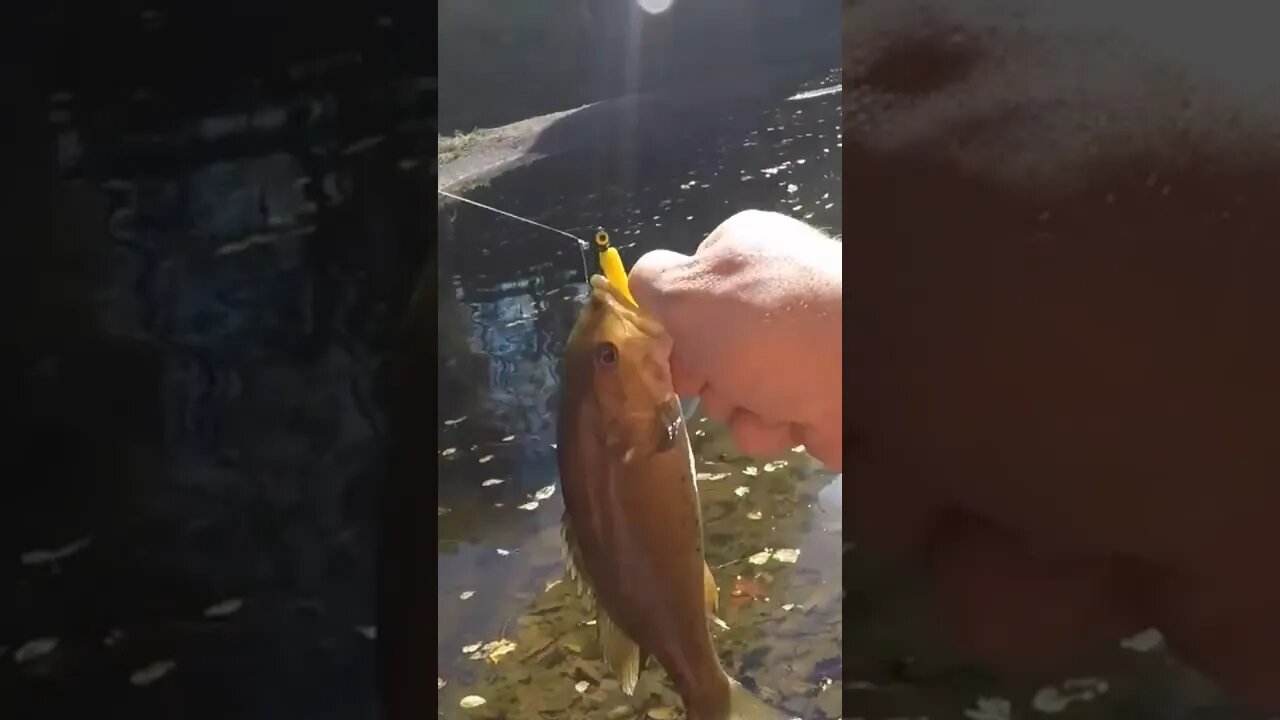 #creekfishing #smallmouth #smallmouthfishing we got lucky to have got this guy in.