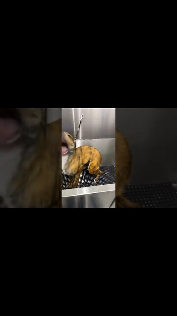 he loves the blow dryer 🤣 #dog