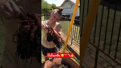 Country Girl’s TROPHY! 😊🍠❤️👍 #shorts #viral #trending #garden #tiktok #gardening