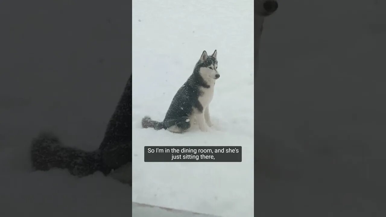 Dog 🐕 live for the Snow ❄️| #Shorts #Animals #Husky