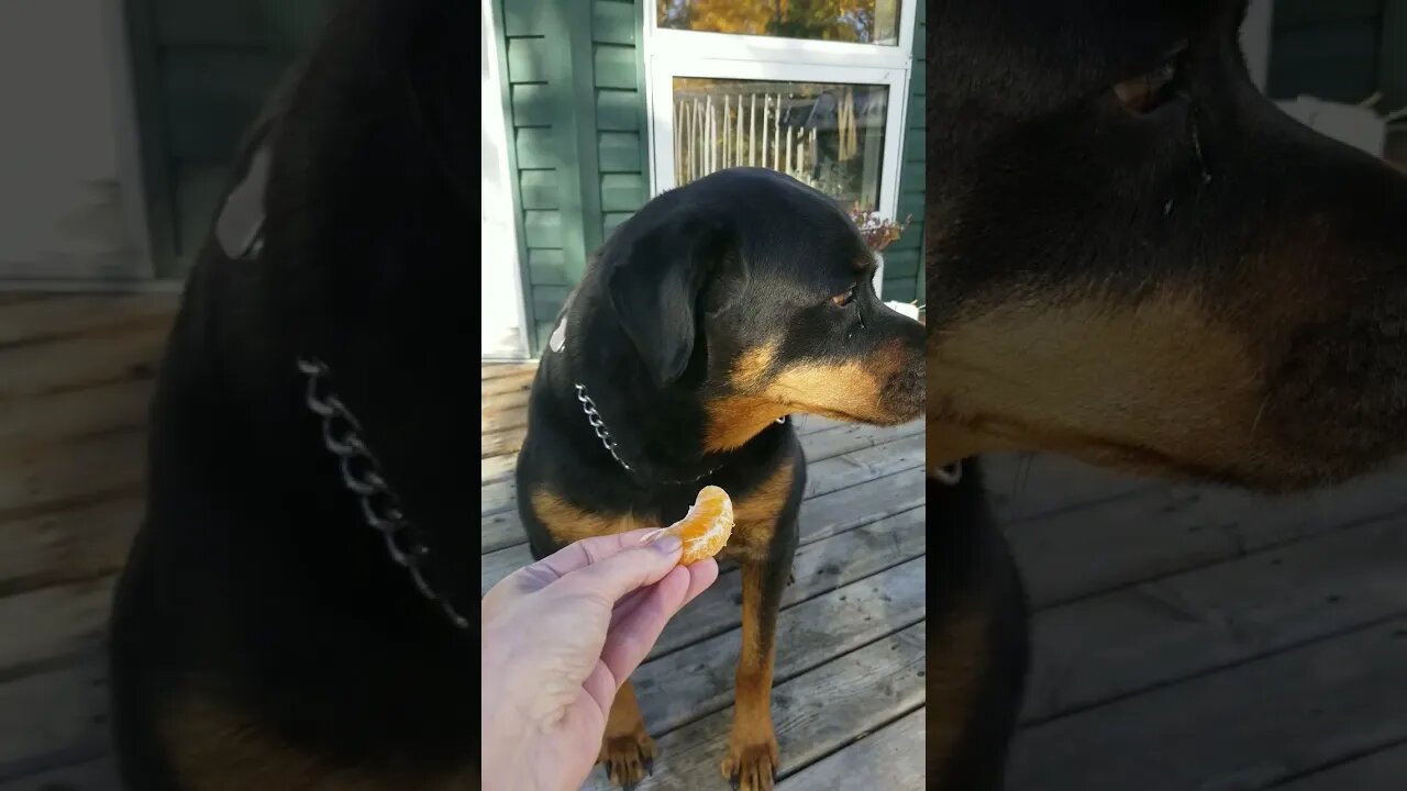 Feeding My Rottweiler An Orange 🤔😂 #rottweiler #shorts