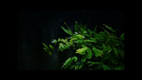 The sound of heavy rain, listen to relax at home, meditate