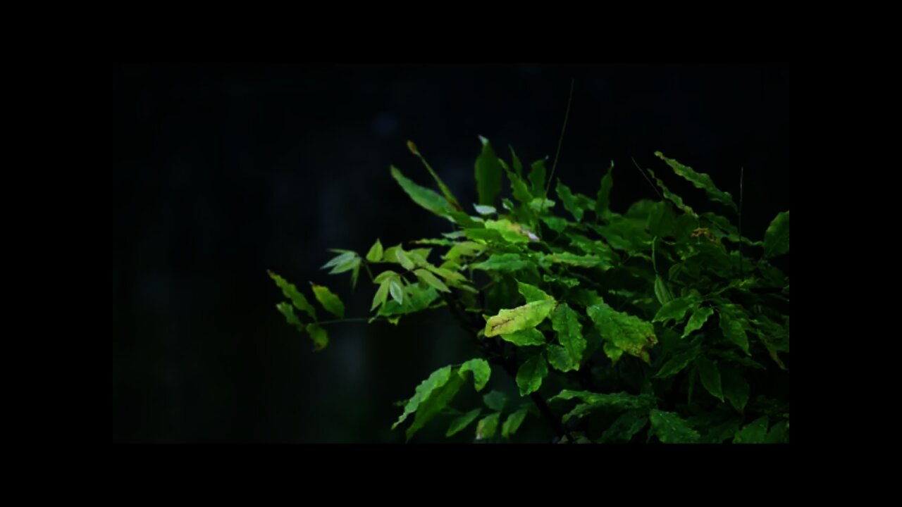 The sound of heavy rain, listen to relax at home, meditate