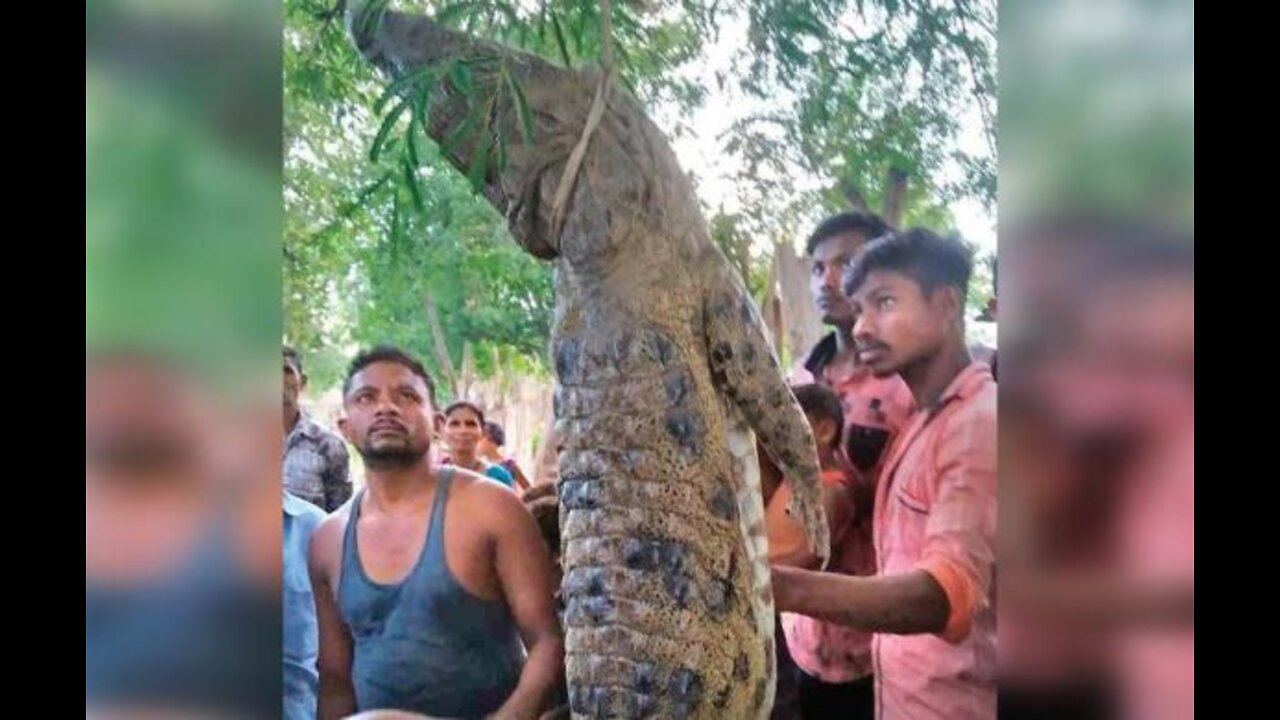 CROCODILE MEAT on a CHARCOAL GRILL, GRILLED