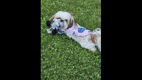 Rosie And Her Hawaiian Shirts (Featuring Rosie The Shihtzu)