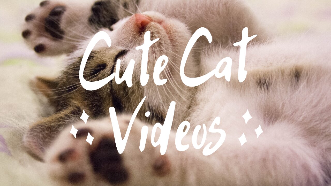 Cutest Cat Videos