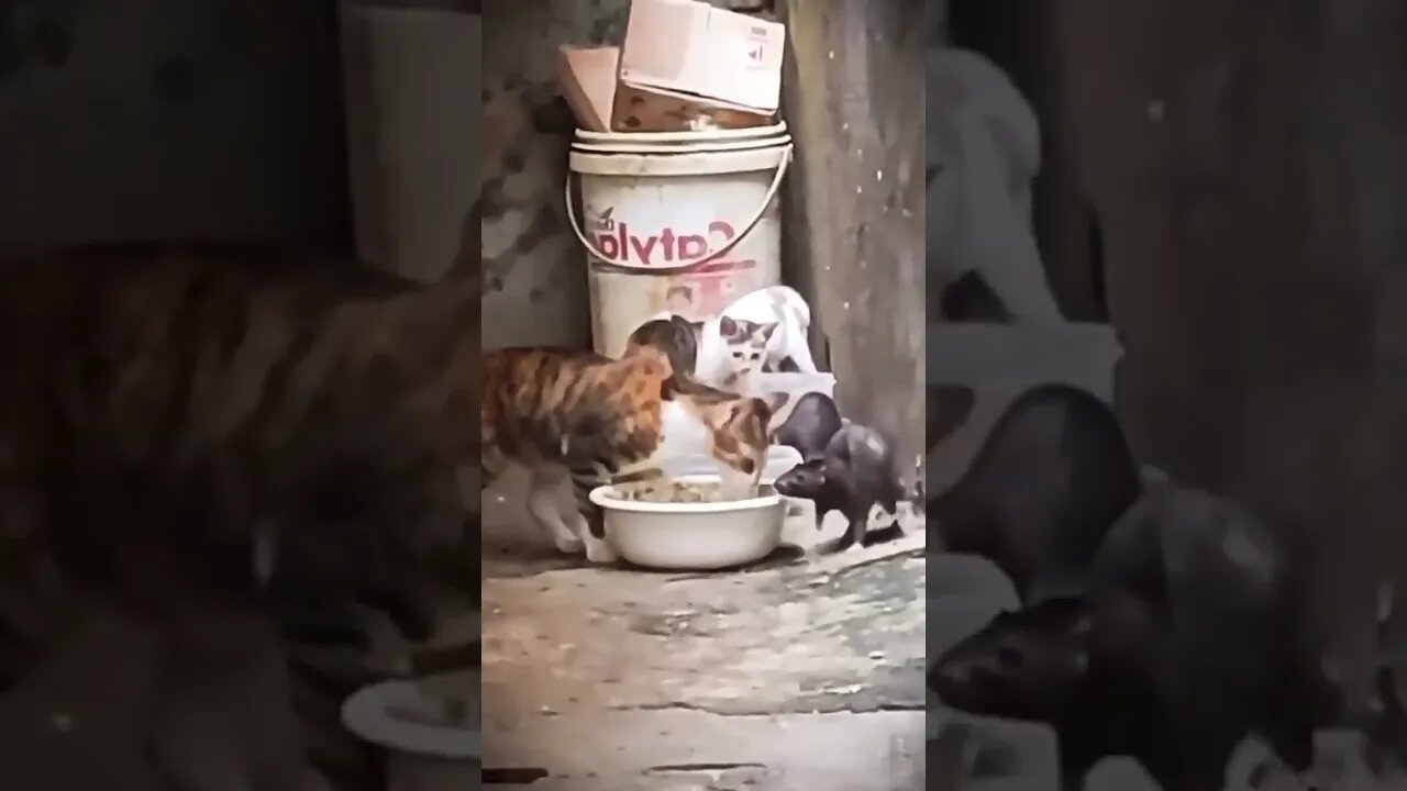 https://www.ysense.com/?rb=140098362 #watch #funnyanimals #funny #reels #amazinganimals make money