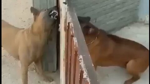 Dogs Alternating Modes & Moods - HaloRock