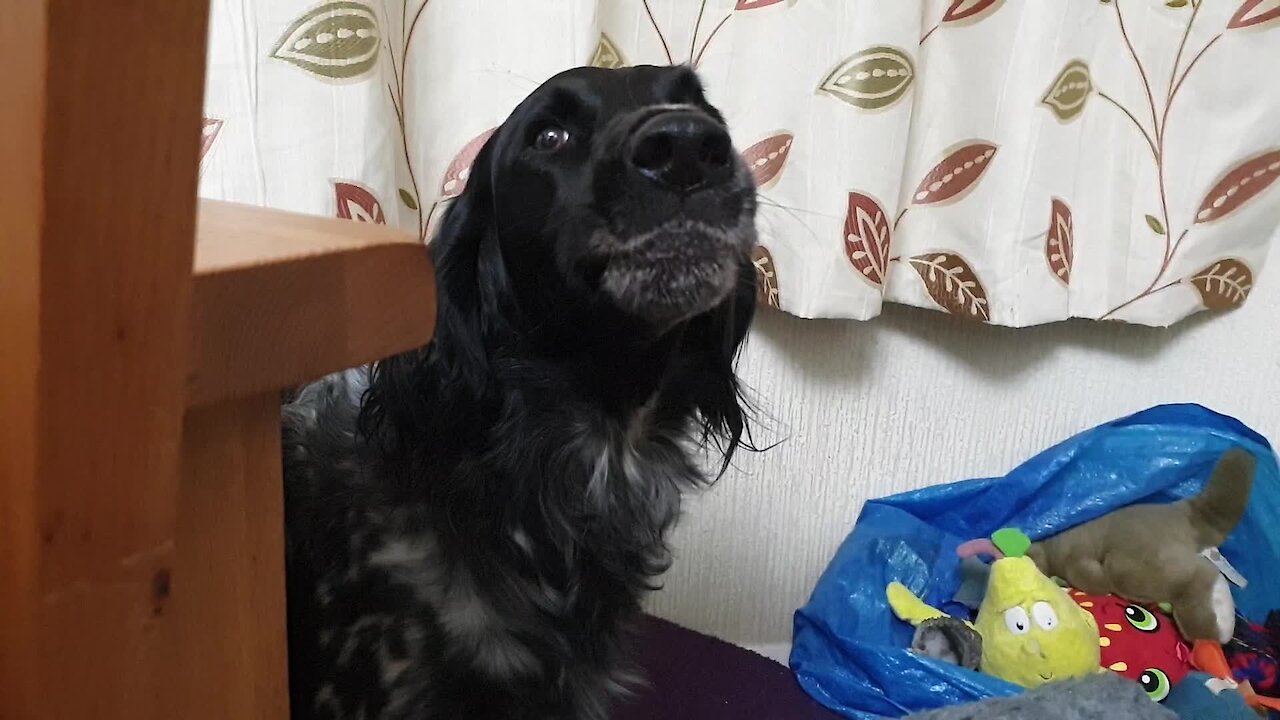 Dog Finds Cat In Her Bed, Throws Epic Temper Tantrum