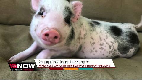 Florida family files complaint with veterinary board after pet pig's gruesome death