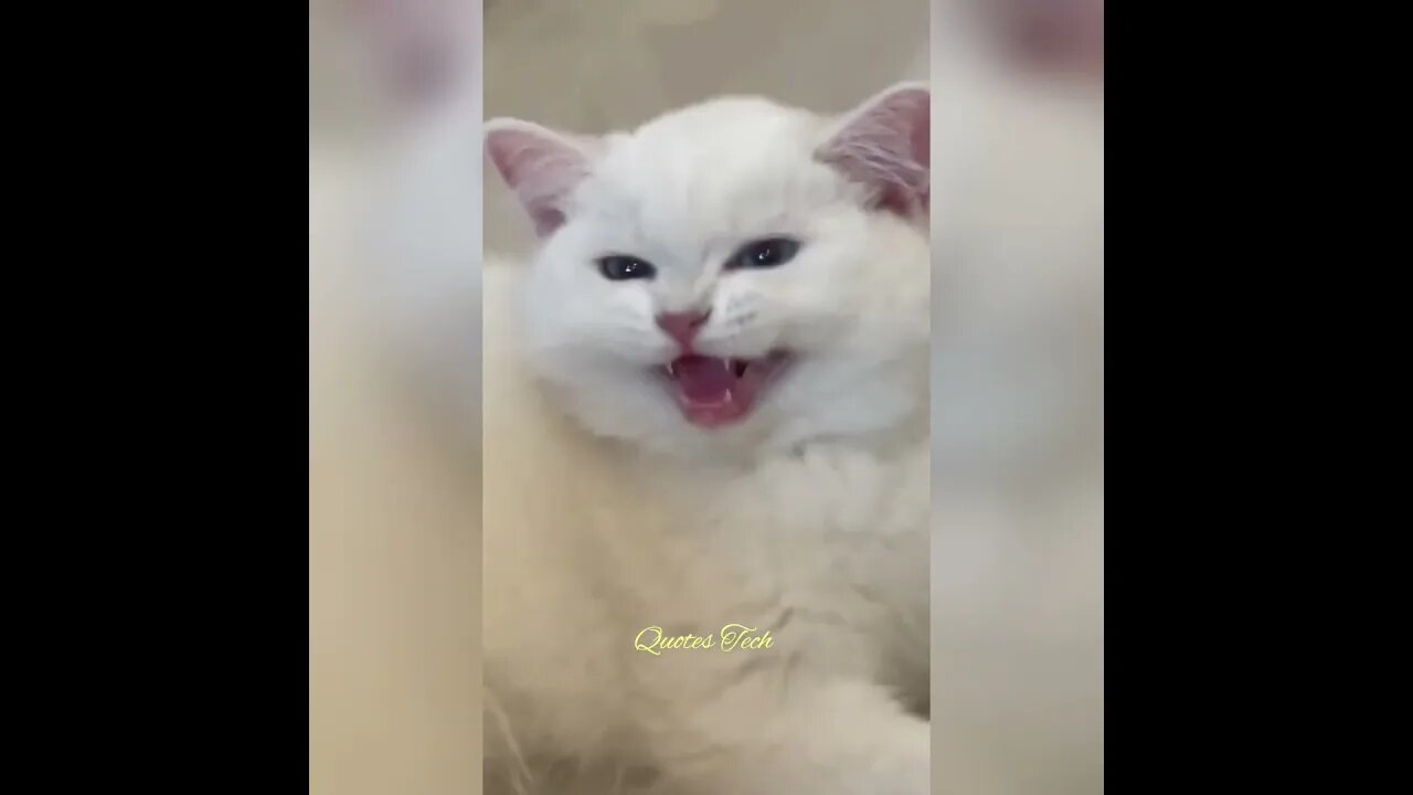 Cats Sound #cat #quotestech #shorts