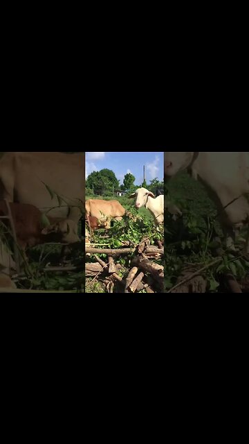 South America Sounds