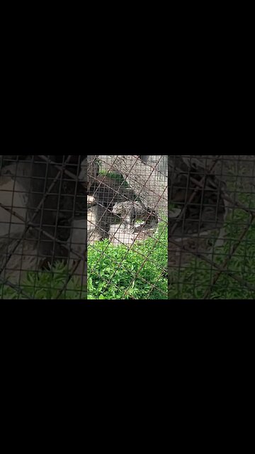 #stlouis #zoo #snowleopard