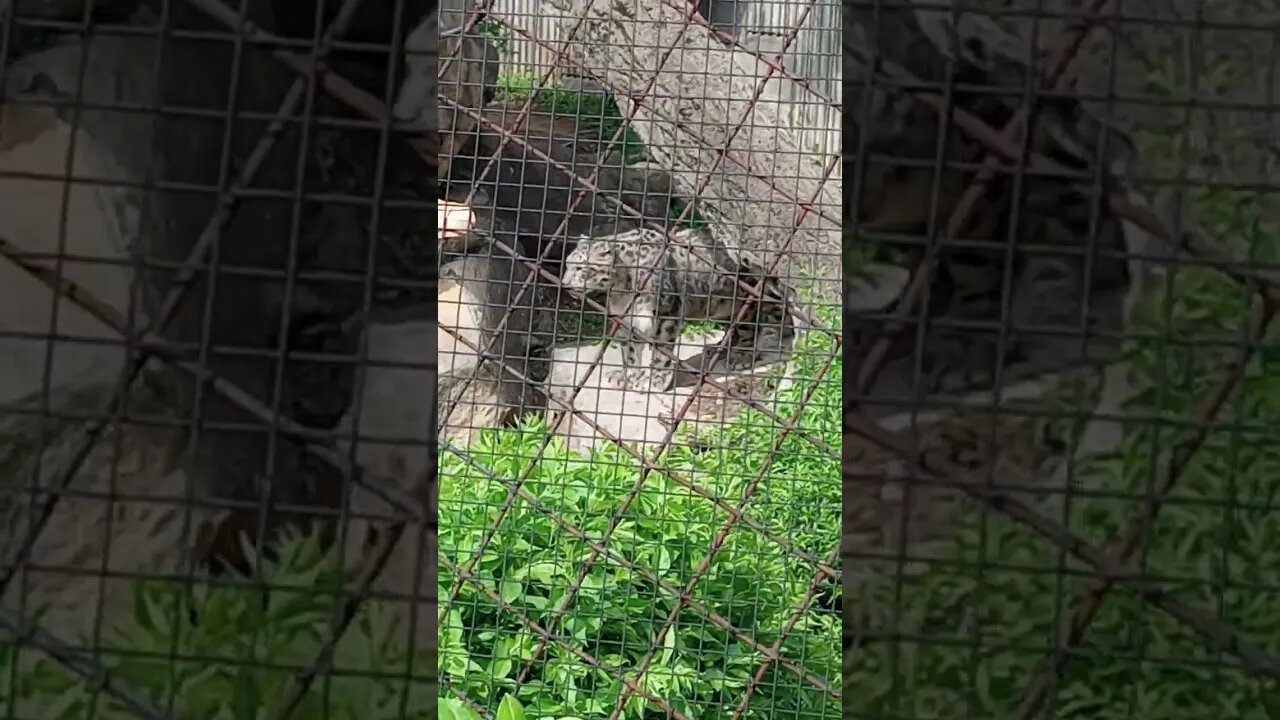 #stlouis #zoo #snowleopard