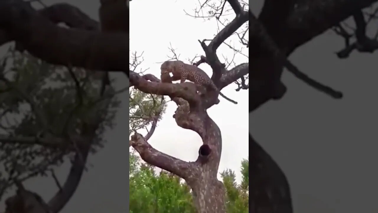 leopard drags prey up tree