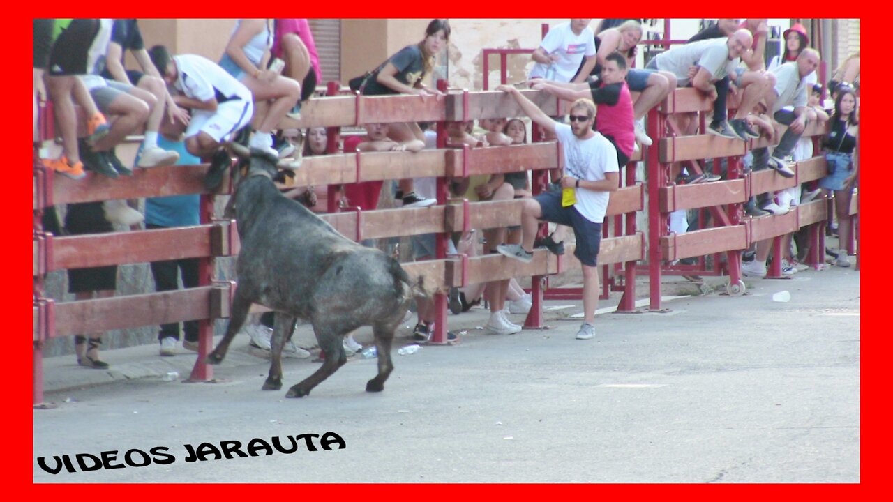 CABANILLAS ( NAVARRA ) TARDE VACAS CALLE ( SABADO 4 JUNIO 2022 ) PEDRO DOMINGUEZ