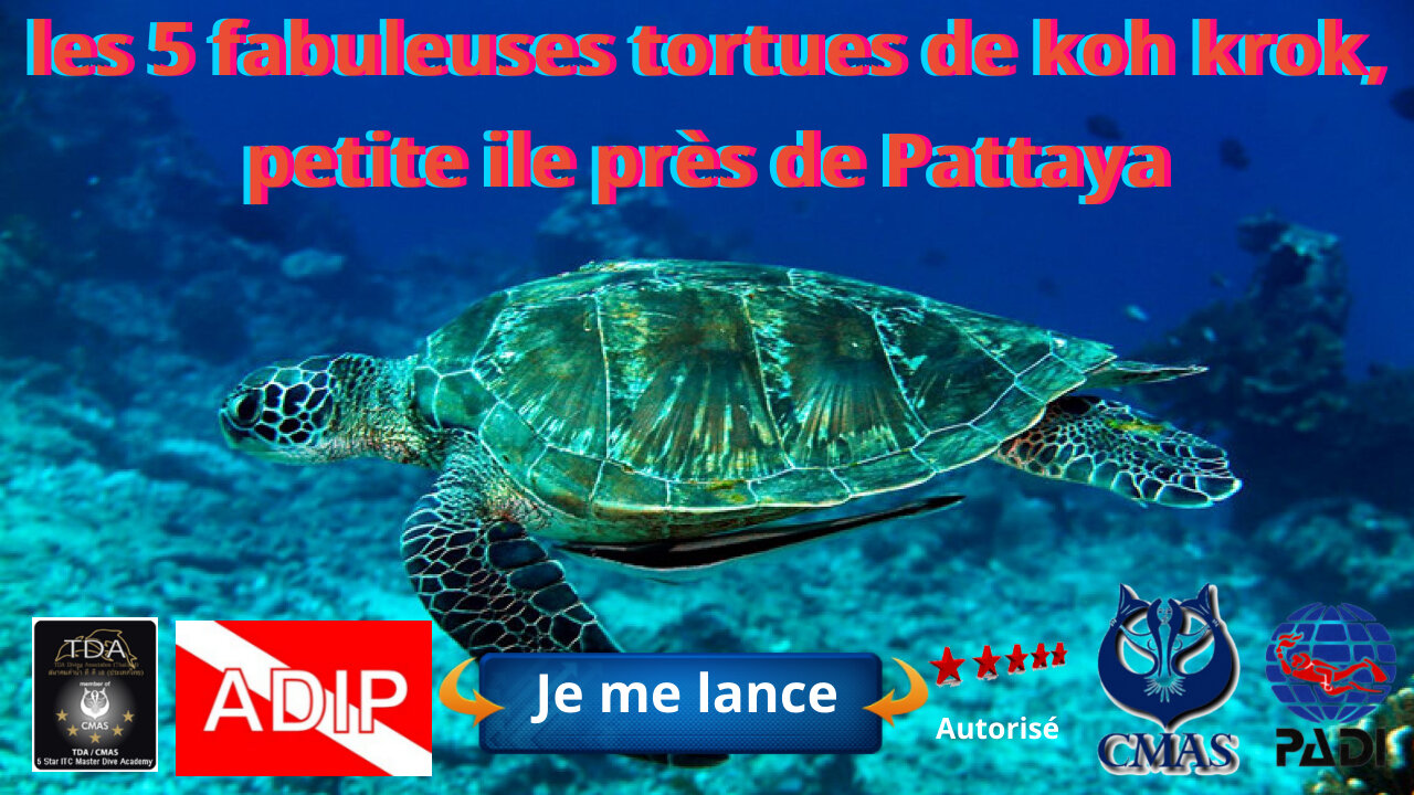 les 5 fabuleuses #tortues 🐢 de koh krok, petite ile près de #Pattaya