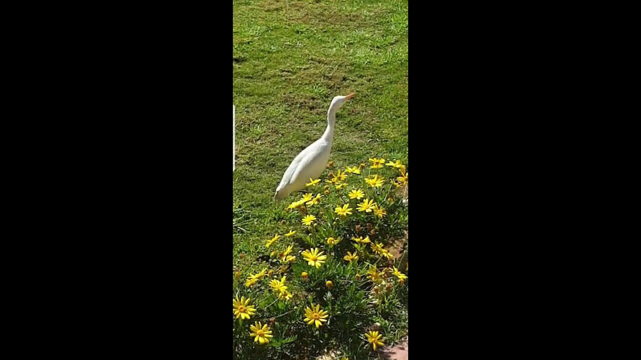 amazing bird in the garden