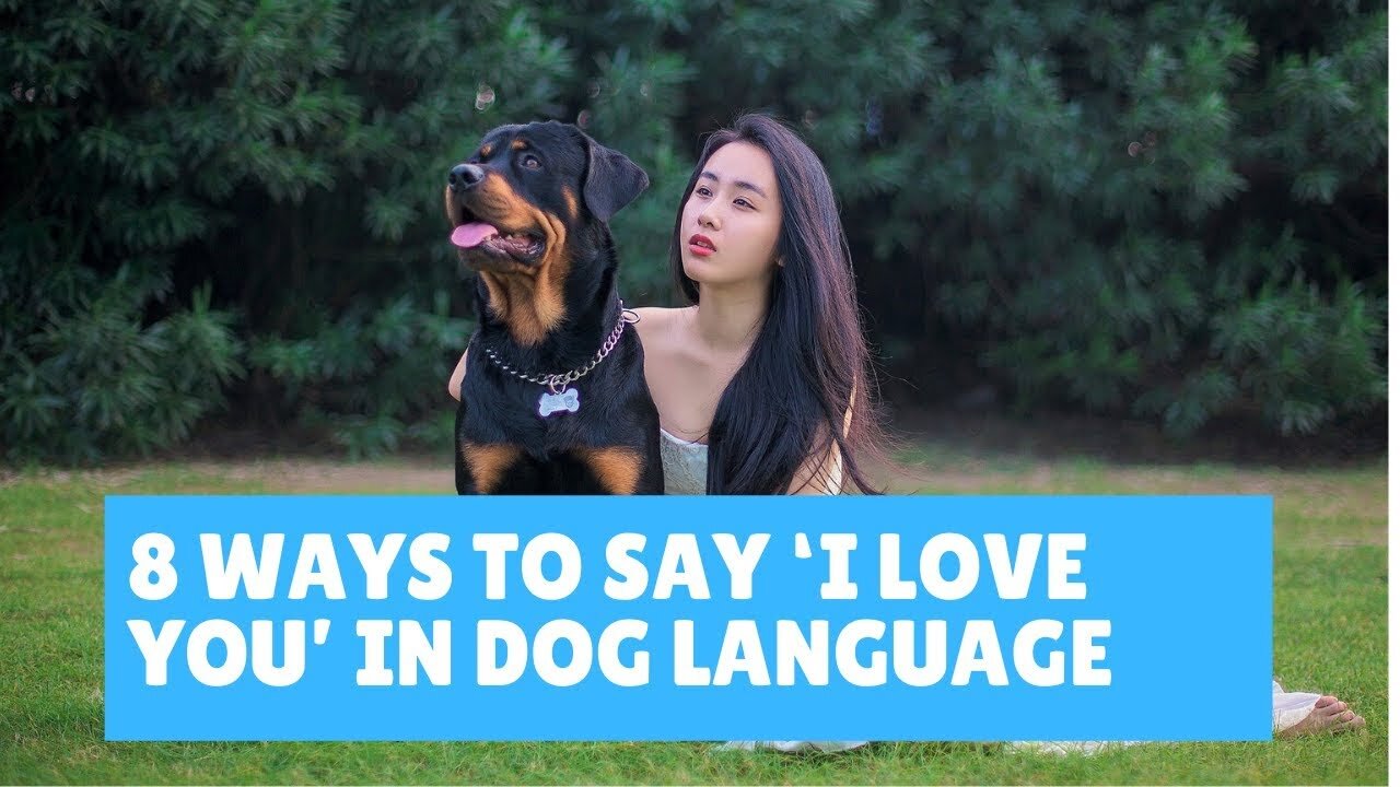 8 Ways to Say ‘I Love You’ in Dog Language bm