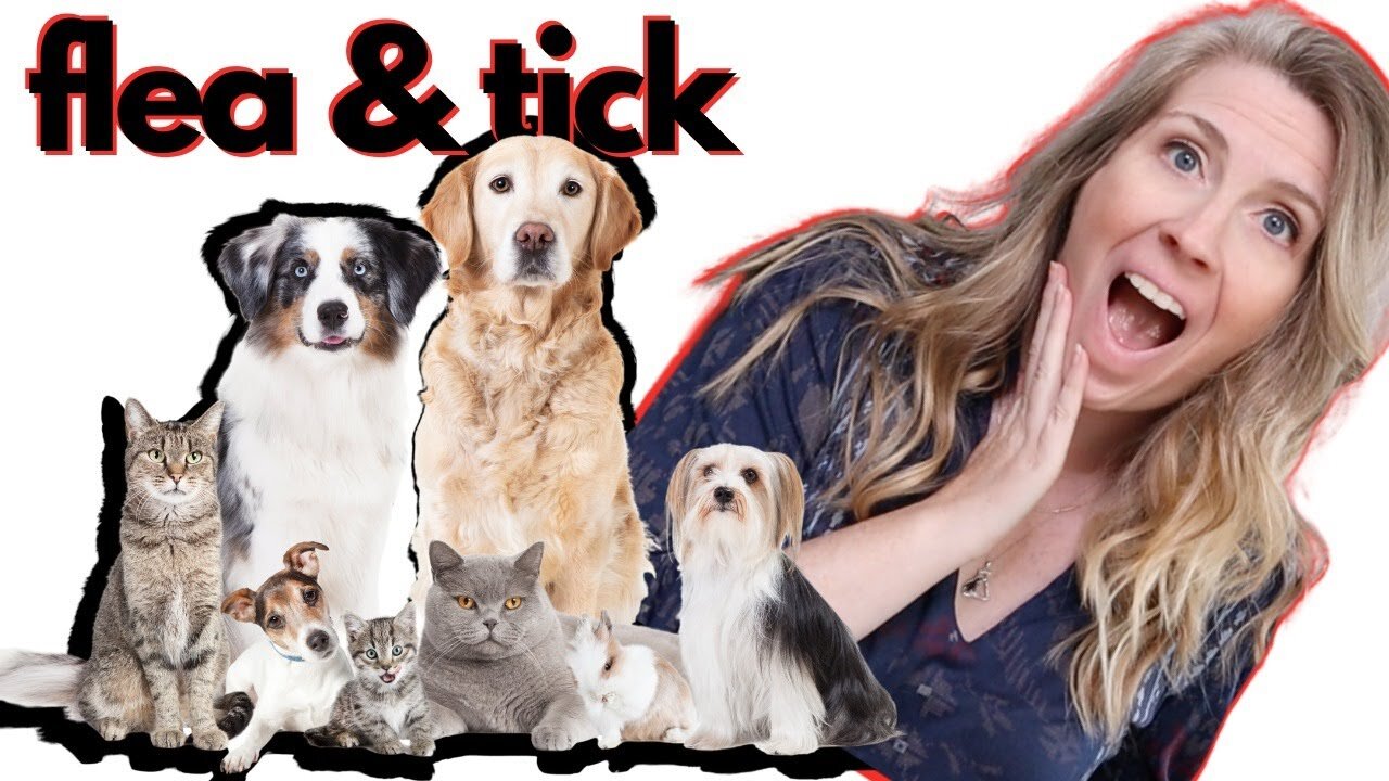 Safest Flea and Tick Treatments For Dogs and Cats Practice