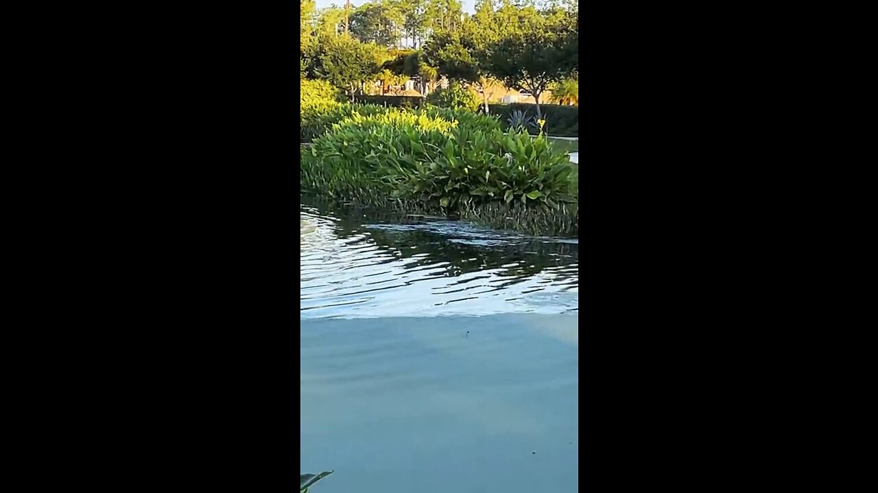 Great Blue Heron Chokes Down Bass - Livestream Clip