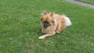 My dog playing ball in the garden