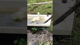 8 week old ducks first swim