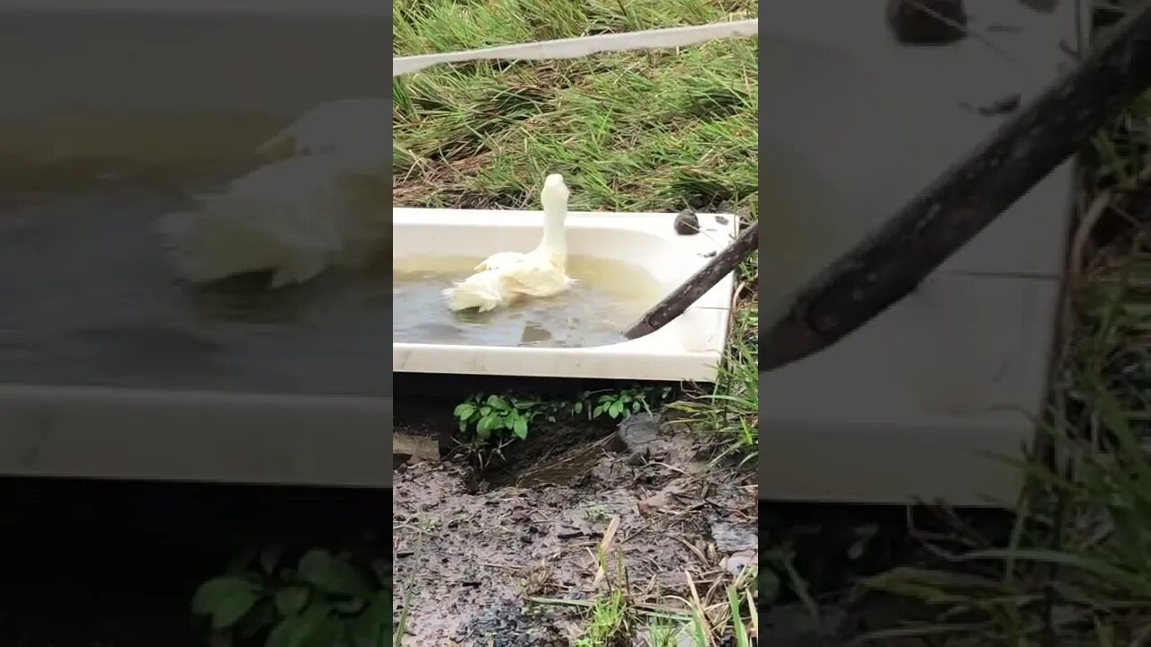 8 week old ducks first swim