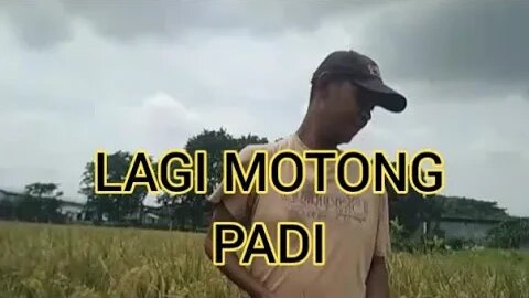 Motong Padi Disawah ( panen)