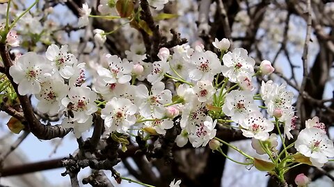 beautiful natural flowers