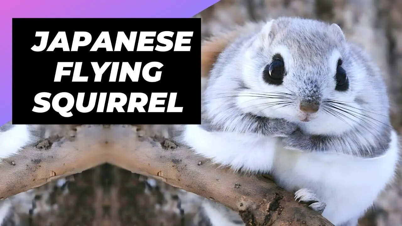 Japanese Flying Squirrel - One Of The Cutest And Most Exotic Animals In The Wild #shorts