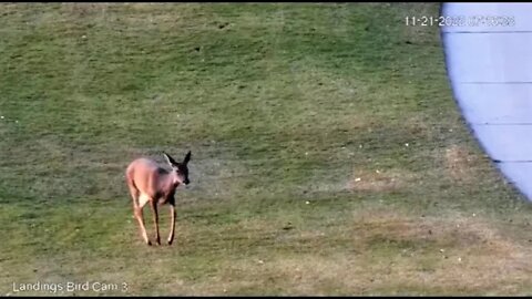 Doe On The Fairway 🦌 11/21/22 07:16