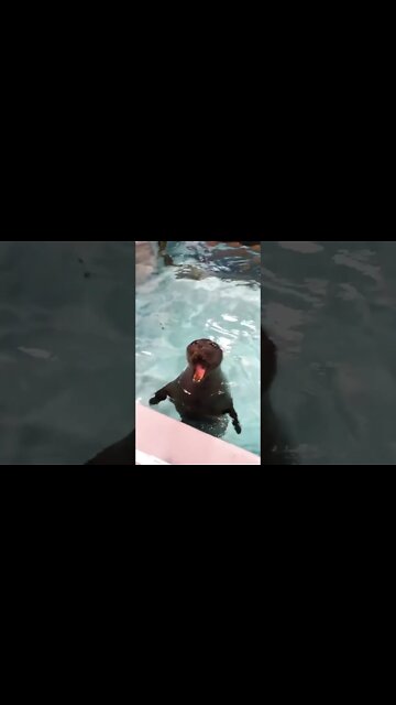 Seal goes "wee-aah" #shorts